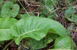 Lesser burdock